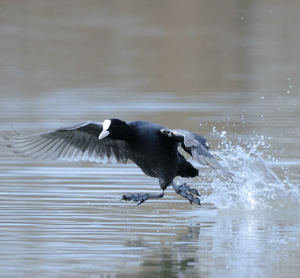 Immagine H2Ovest Milano