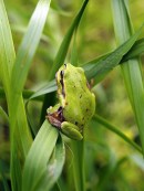 Raganella arboricola
