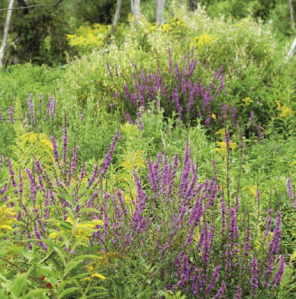 Lythrum salicaria L.