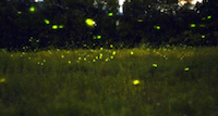 lucciole