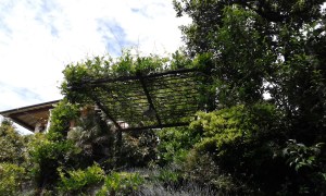 2_Le pergole della villa di Alassio