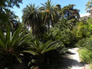 6_La ricca vegetazione dei giardini Hanbury - Ventimiglia