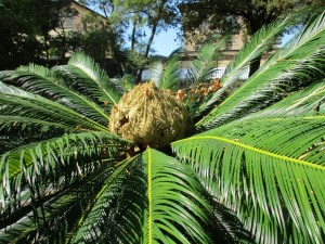 Verdi piante dell'Orto